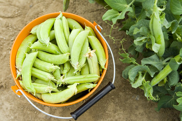 green peas