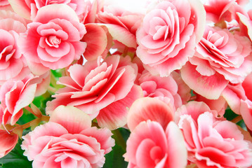 Fototapeta premium Begonia flowering plant - family Begoniaceae .
