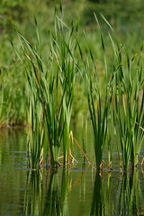 Obraz premium reed (1)