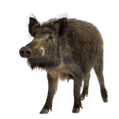 wild boar in front of a white background