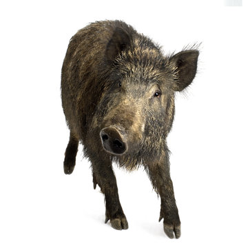 wild boar in front of a white background