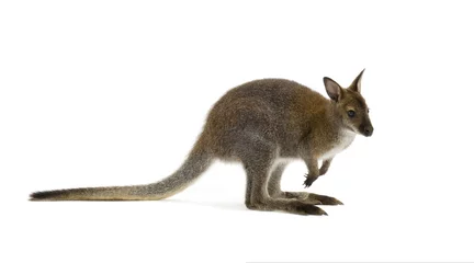Crédence de cuisine en verre imprimé Kangourou Wallaby devant un fond blanc