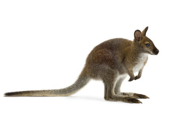 Wallaby in front of a white background