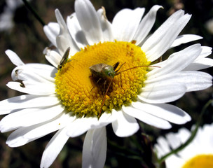 Obraz premium Insects over Daisy.
