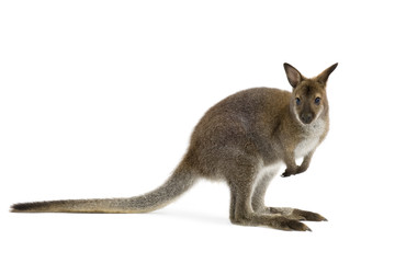 Wallaby in front of a white background - obrazy, fototapety, plakaty