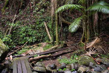 the beautiful nature of border ranges rain forest 