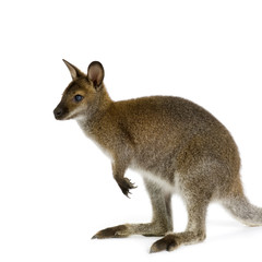 Wallaby in front of a white background