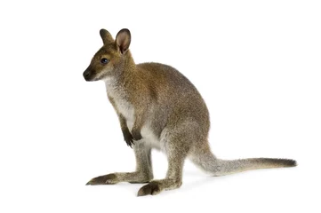 Cercles muraux Kangourou Wallaby devant un fond blanc