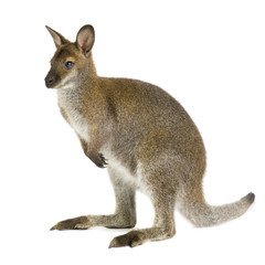 Wallaby in front of a white background - obrazy, fototapety, plakaty