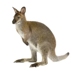 Crédence de cuisine en verre imprimé Kangourou Wallaby devant un fond blanc