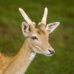 deer in the forest