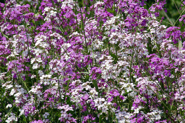 Naklejka premium White and lilac flowers