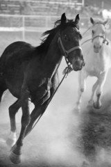 horses running loose at rodeo, converted with added grain