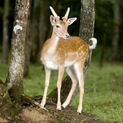 deer in the forest