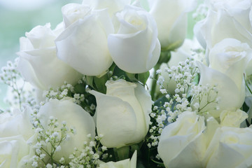 Elegant White Roses