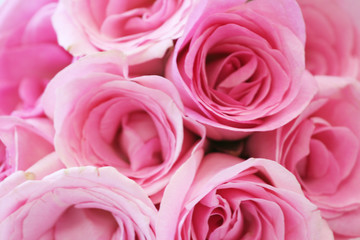 Beauty of Pink Roses