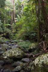 the beautiful nature of border ranges rain forest 