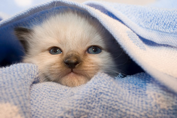 3 weeks old  Himalayan Siamese kitten with blue eyes