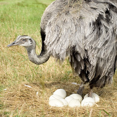 Ostrich Chick in the nature © Eric Isselée