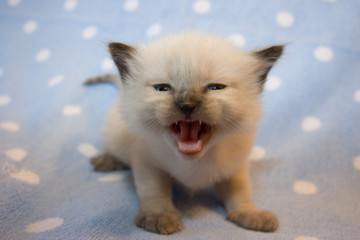 Little Himalayan Siamese kitten  meowing