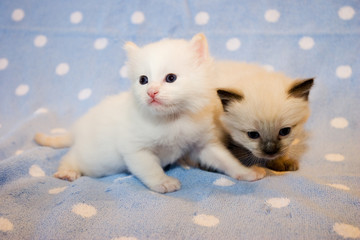 Two little  Himalayan Siamese kittens