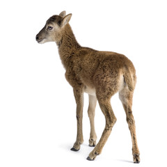 Mountain sheep of the alps in front of a white background