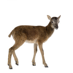 Mountain sheep of the alps in front of a white background