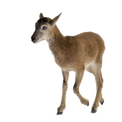 Mountain sheep of the alps in front of a white background