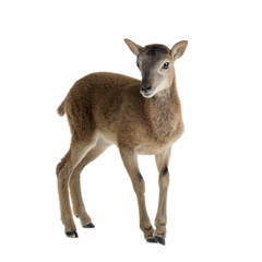 Mountain sheep of the alps in front of a white background