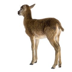 Mountain sheep of the alps in front of a white background