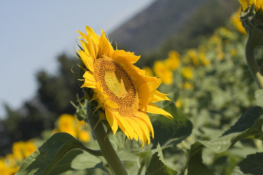 Fleurs 292