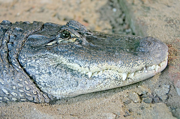 Alligator de Mississipi 1