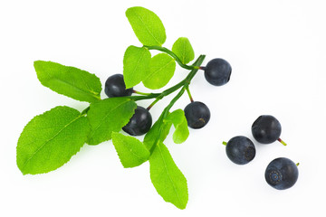 Huckleberries on the branch