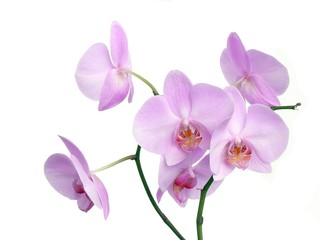 Fototapeta na wymiar pink-violet pretty orchid