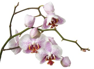 pink orchid