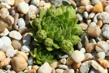 Sukkulente - succulent plant