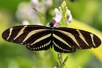 heliconuis charitonia
