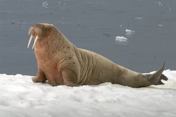 Deurstickers Walrus Walrus
