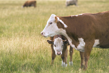 Cow + Calf