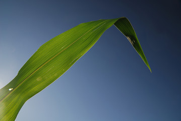 green leaf with blue sky in background