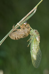 Naissance de la cigale.
