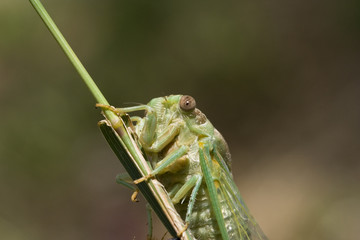 Cigales J.Ribieff-36.dng