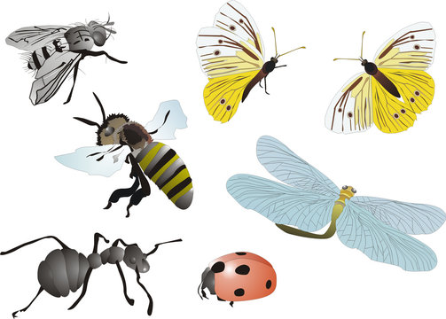 illustration with insects