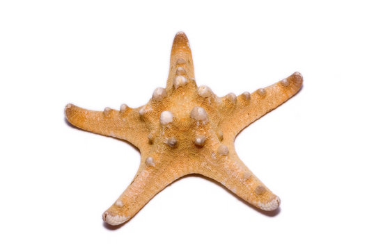 Starfish isolated on white