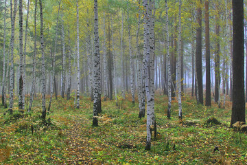 Naklejka premium autumn yellow birch forest in the morning