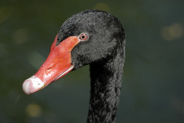 Obraz premium canard