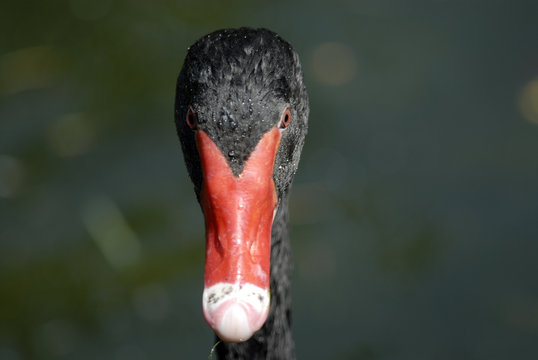 canard