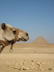 Foto auf Acrylglas Kamel vor der roten Pyramide © celia