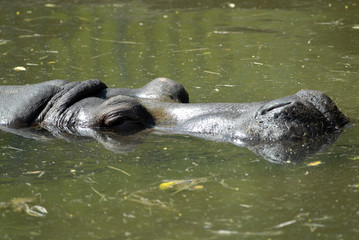 Fototapeta na wymiar hippo