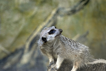 Fototapeta premium suricate